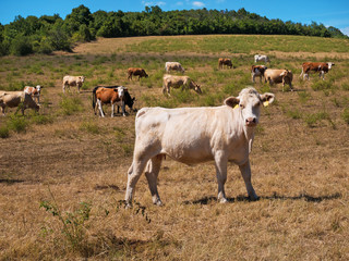 A herd of cows on the pasture on the summertime