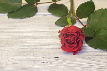 background. beautiful red rose on a white wooden background. mothers Day. Valentine's Day. new Year. Christmas.
