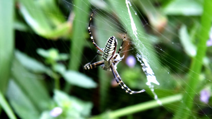Yellow spider. Insect background