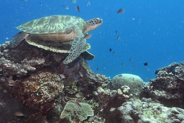 Obraz na płótnie Canvas Sea turtle, Komodo National Park,Indonesia