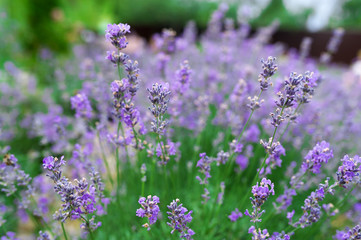 Violet lavender flowers in the meadow in summer day. Closeup