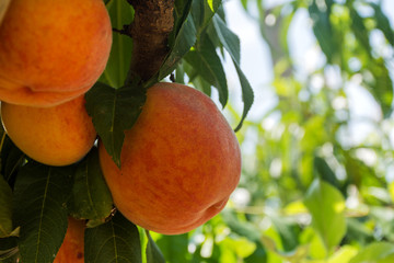 Peaches on a branch