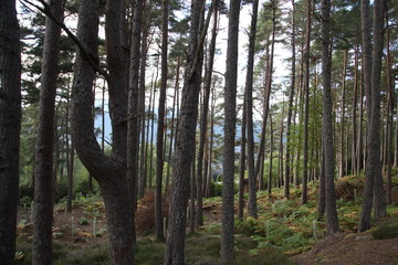 Pine Tree Forest