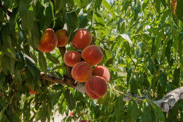 Peaches on a branch
