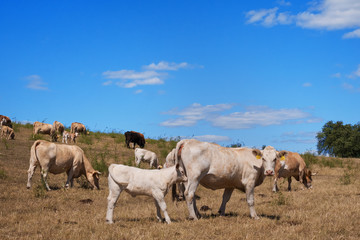 A herd of cows on the pasture on the summertime