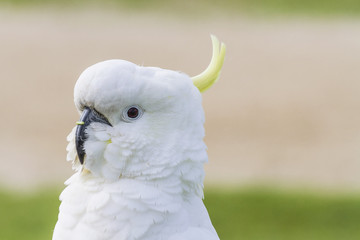 Fototapeta premium Portrait of a white Cockatoo parrot posing for camera close up