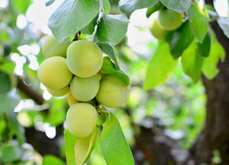 Closeup of the bunch of growing ripe greengage plums on the tree.