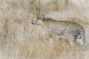 Cheetah in Kruger National park, South Africa ; Specie Acinonyx jubatus family of Felidae