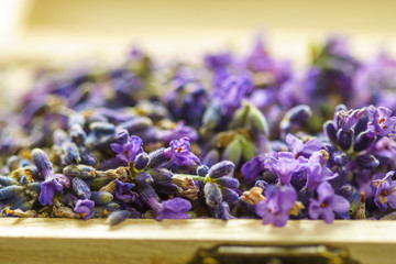 Fototapeta premium Lavender flower in a wooden box