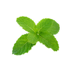 Mint leaves herb isolated on white background