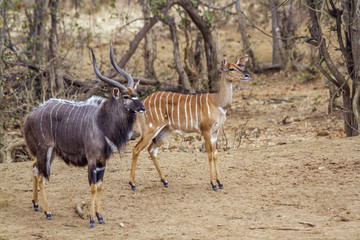 Nyala in Kruger National park, South Africa ; Specie Tragelaphus angasii family of Bovidae