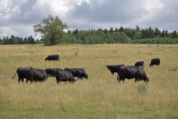 Black cows are grazing on the meadow. Beef cattle on the pasture.