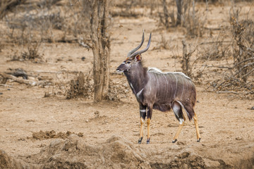 Nyala in Kruger National park, South Africa ; Specie Tragelaphus angasii family of Bovidae