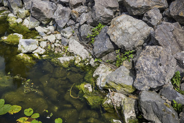 Fototapeta na wymiar stones in a river overgrown with moss