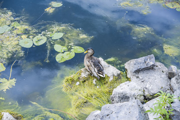 green water lilies on a river with a duck