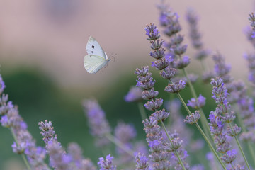 Volo sulla lavanda