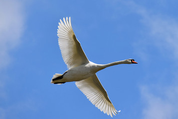 Flying swan circling over the lake, background sky with clouds.