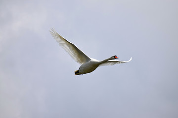Flying swan. Background sky with clouds.