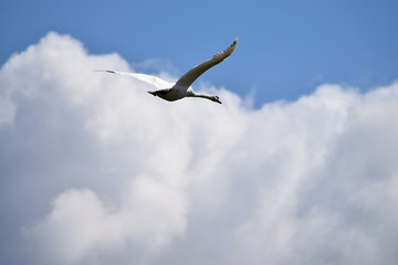 Fototapeta na wymiar Flying swan. Background sky with clouds.