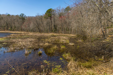 Swamp in Pocahontas park