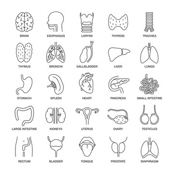 Human internal organs linear icons set