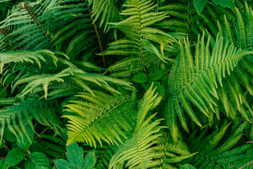 Fototapeta na wymiar Green fern leaves in sunlight. Textured background of a tree.