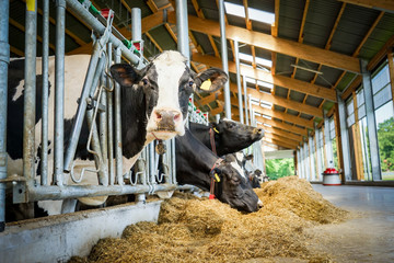 Kühe fressen Silage in einem modernen Kuhstall