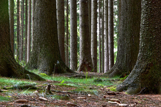Fototapeta Large spruce trees in the forest. Summer time