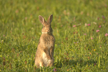 Wildkaninchen auf Königsbrunner Heide im Juli