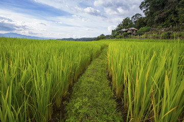 Fototapeta na wymiar landscape staircase rice field with beautiful of clouds sky in thailand of asia, green Paddy