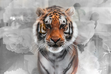 tiger face in closeup