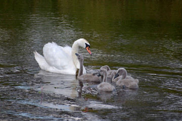 Swan family sails on the lake.