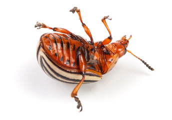 Colorado Potato Beetle lying on the back isolated on white background