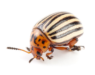 Colorado Potato Beetle isolated on white background