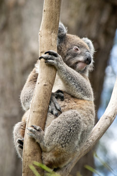 Koala siting on the branch in the zoo. Australia.