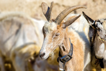  beautiful horned goat in a herd on a farm