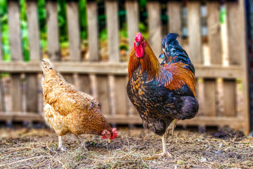 Fond de hotte  feathered chicken and rooster on grazing