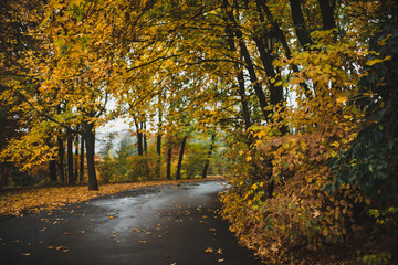 Autumn landscape of yellow leaves park and road