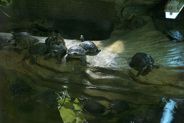 small turtles