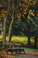 Old wooden banch in the autumn park under yellow  leaves