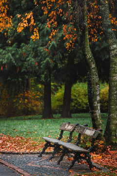 Old wooden banch in the autumn park under yellow  leaves