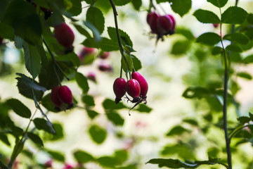 Obraz premium dog-rose berries