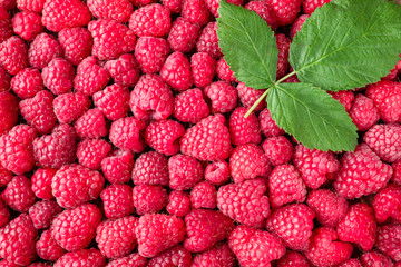 Heap of ripe aromatic raspberries
