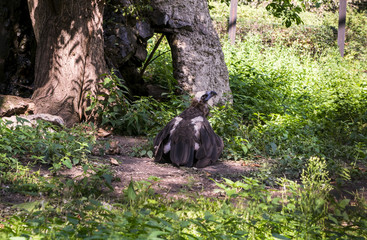 predator cinereous vulture