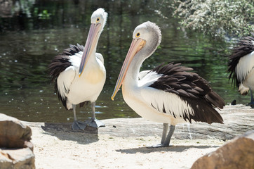 Australian pelican, Pelecanus conspicillatus, is a large Australian waterbird.