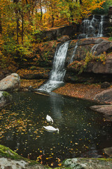 Fototapeta premium Swans in lake with waterfall in autumn