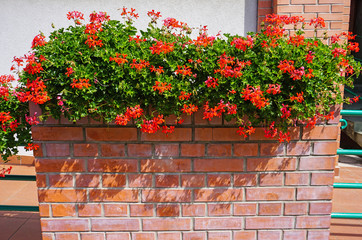 Fototapeta na wymiar Red flowers on a brick wall of a building