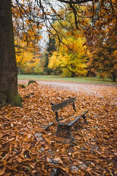 Old wooden banch in the autumn park under yellow  leaves
