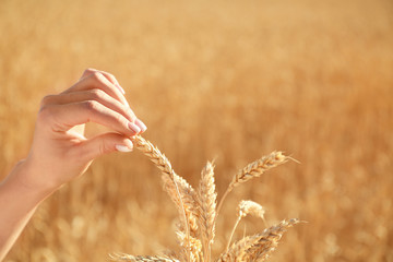 Beautiful woman touching wheat spikelets in field on sunny day