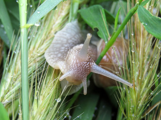 Grey snail on the wet grass after the rain. Slug close-up, looking into camera